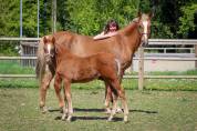 Colt French Saddle Pony For sale 2025 Liver chestnut