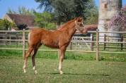 Colt French Saddle Pony For sale 2025 Liver chestnut