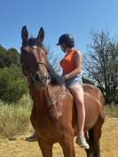 Cheval CSO/CCE