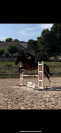 Cheval CSO/CCE