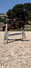 Cheval CSO/CCE