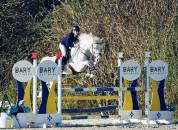 Chic hongre de 12 ans CSO