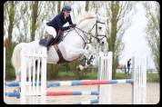 Chic hongre de 12 ans CSO