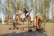 Chic hongre de 12 ans CSO