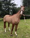 Beau 4 ans a fort potentiel 