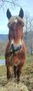 Vente 2 chevaux de trait