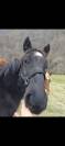 Vente 2 chevaux de trait