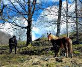 Vente 2 chevaux de trait