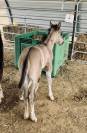 Poulain Paint Horse PP Grullo DW20