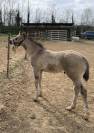 Poulain Paint Horse PP Grullo DW20