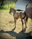 Poulain Paint Horse PP Grullo DW20