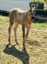 Poulain Paint Horse PP Grullo DW20