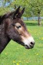 Mulet à céder (croisement âne/cheval)