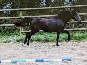 Entier (Grimsky-Cornet-Diamant X Quick Star-Le Tot