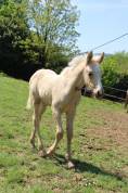 Pouliche palomino welsh part bred WPB 2025