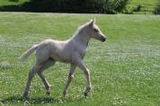 Pouliche palomino welsh part bred WPB 2025