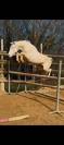 Pouliche palomino welsh part bred WPB 2025