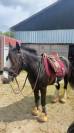 Femelle irish cob 