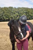 Femelle irish cob 