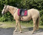Cheval ONC