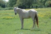 Pouliche OC père Appaloosa 100% Foundation, léopard.