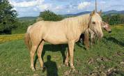 Pouliche OC père Appaloosa 100% Foundation, léopard.