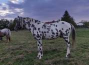 Pouliche OC père Appaloosa 100% Foundation, léopard.