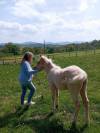 Pouliche OC père Appaloosa 100% Foundation, léopard.