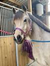 Ponette OC 5 ans