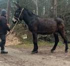 Saillie Baudet pure race Âne Catalan