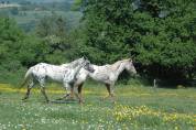 Pouliche OC père Appaloosa 100% Foundation, léopard.