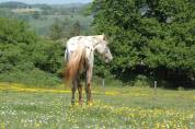 Pouliche OC père Appaloosa 100% Foundation, léopard.