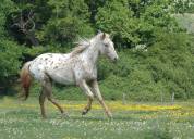 Pouliche OC père Appaloosa 100% Foundation, léopard.