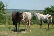 Pouliche OC père Appaloosa 100% Foundation, léopard.