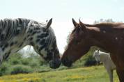 Pouliche OC père Appaloosa 100% Foundation, léopard.