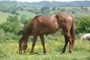 Pouliche OC père Appaloosa 100% Foundation, léopard.