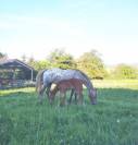 Pouliche OC père Appaloosa 100% Foundation, léopard.