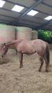 Pouliche OC père Appaloosa 100% Foundation, léopard.