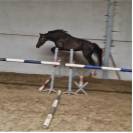4 jarige merrie van Casall la silla (Casall Ask)