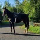 4 jarige merrie van Casall la silla (Casall Ask)
