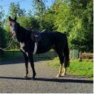 4 jarige merrie van Casall la silla (Casall Ask)