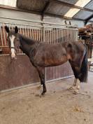 4 jarige merrie van Casall la silla (Casall Ask)