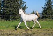Pur sang arabe, 12 ans, hongre