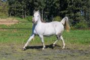 Pur sang arabe, 12 ans, hongre