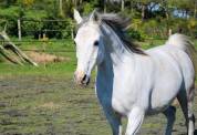 Pur sang arabe, 12 ans, hongre