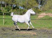 Pur sang arabe, 12 ans, hongre