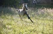 Filly Dutch Riding Pony For sale 2024 Buckskin