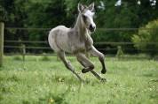 Filly Dutch Riding Pony For sale 2024 Buckskin