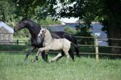 Filly Dutch Riding Pony For sale 2024 Buckskin