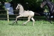 Filly Dutch Riding Pony For sale 2024 Buckskin